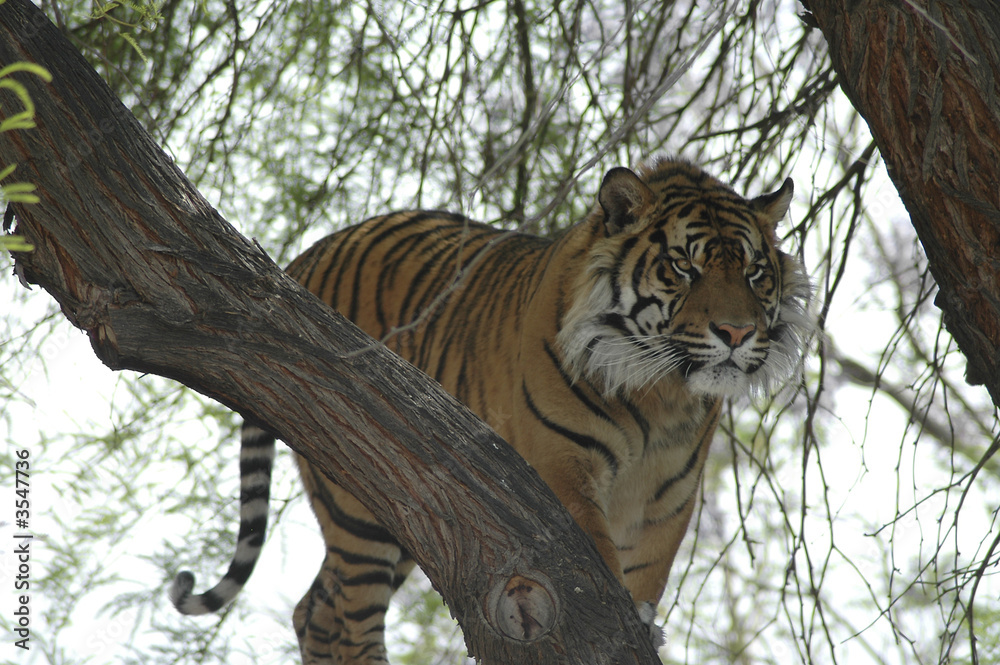 Obraz premium Tiger 2