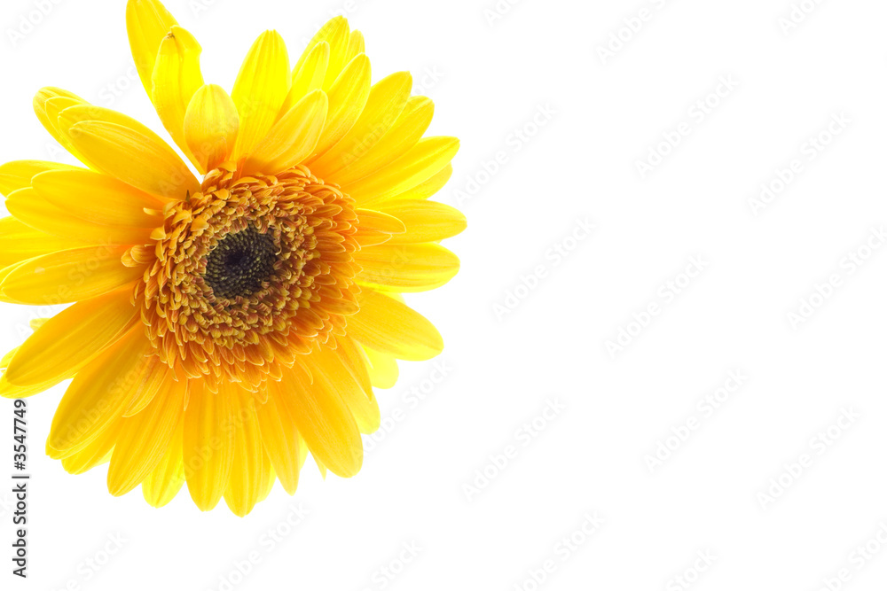 Yellow daisy Yellow daisy
