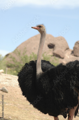 Ostrich 2