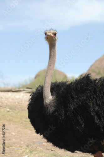 Ostrich 3