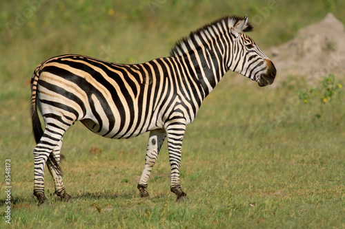 Plains Zebra