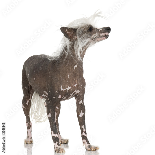 chinese crested dog Hairless dog in front of a white background