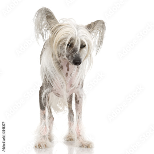 chinese crested dog Hairless dog in front of a white background