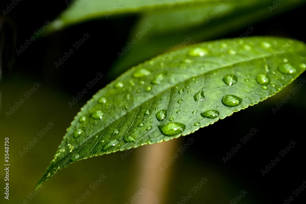 Drops of water on a leaf Drops of water on a leaf