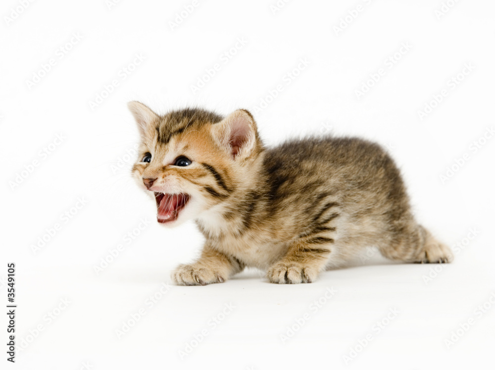 A small kitten on a white background