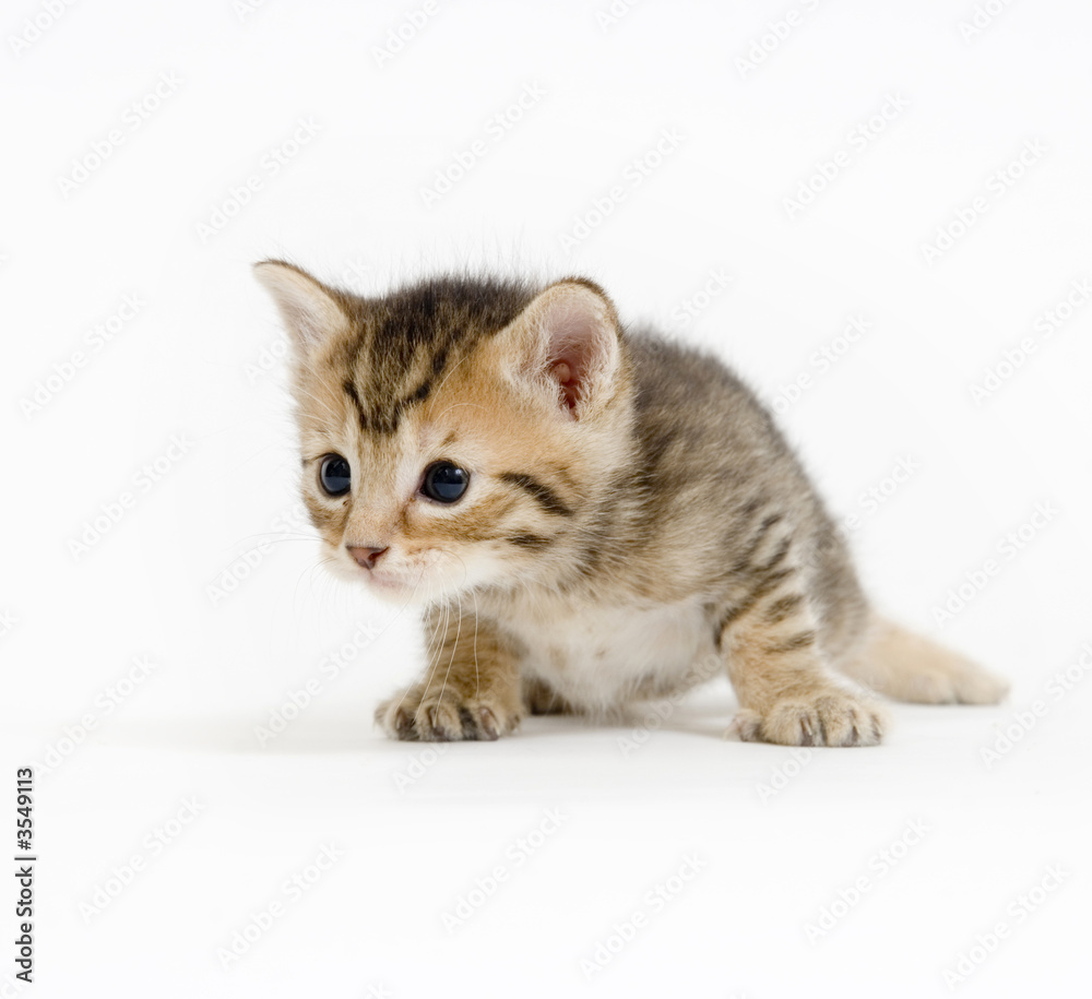Obraz premium Mały kociak wygląda ciekawie na białym tle