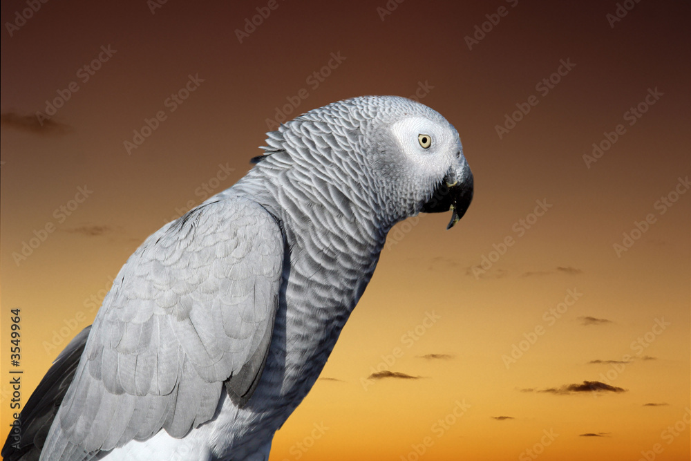 Obraz premium Parrot