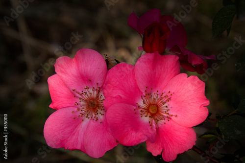 Wildrose im Weinberg photo