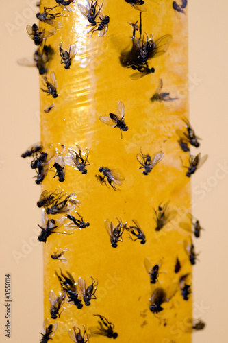 Fliegenfänger 2