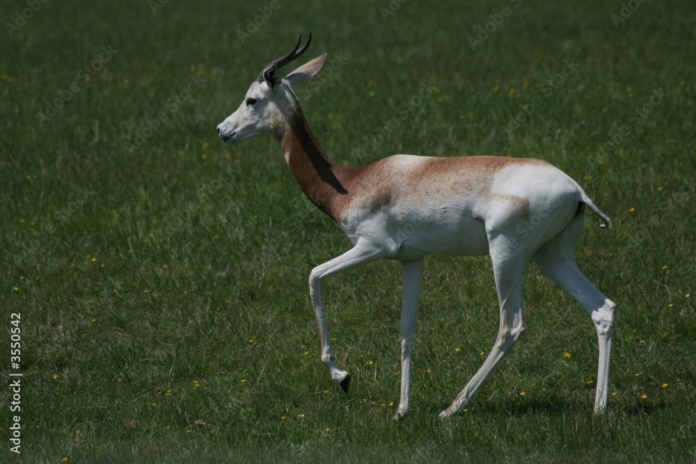 Fototapeta premium dorcas gazelle