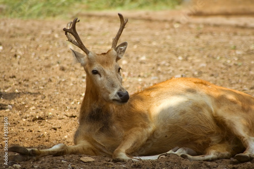 Pere David's Deer