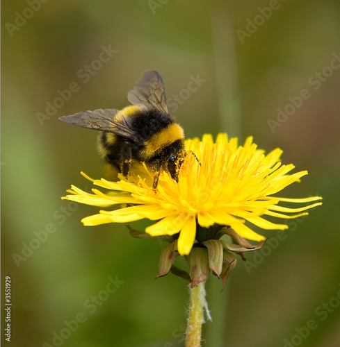 Fototapeta Bee On Flower