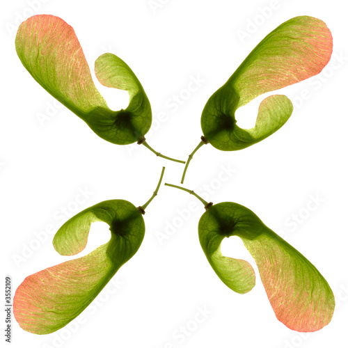 samara seed ornament