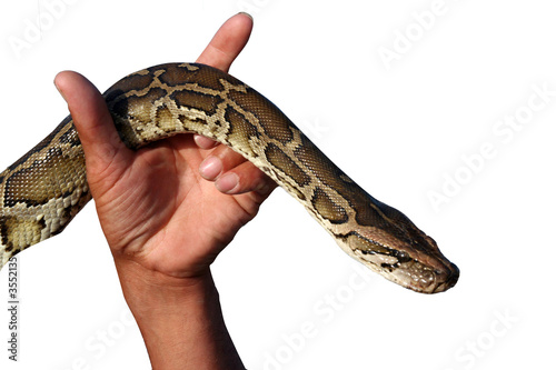 Snake in the hand