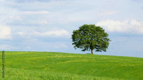 Der Baum,Landschaft