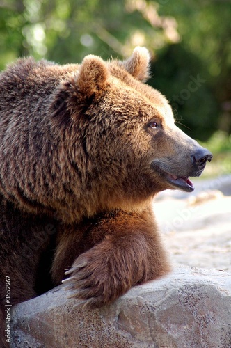 Wallpaper Mural Oso en Reposo Torontodigital.ca