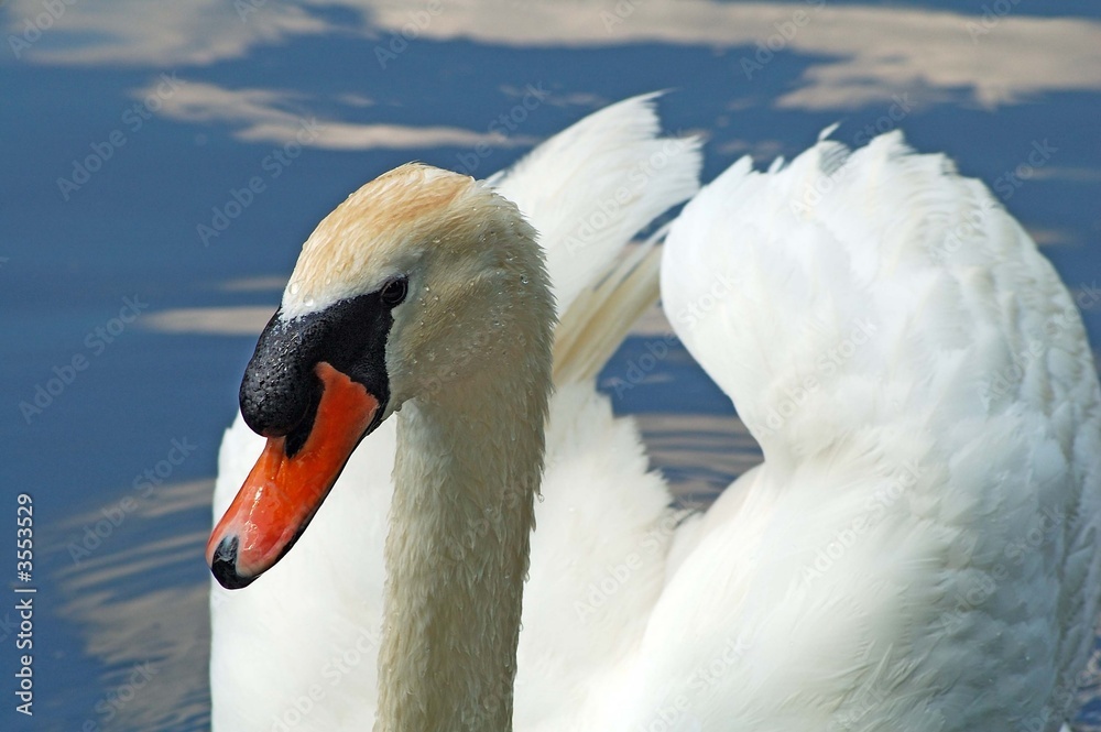 Fototapeta premium Cisne Clásico