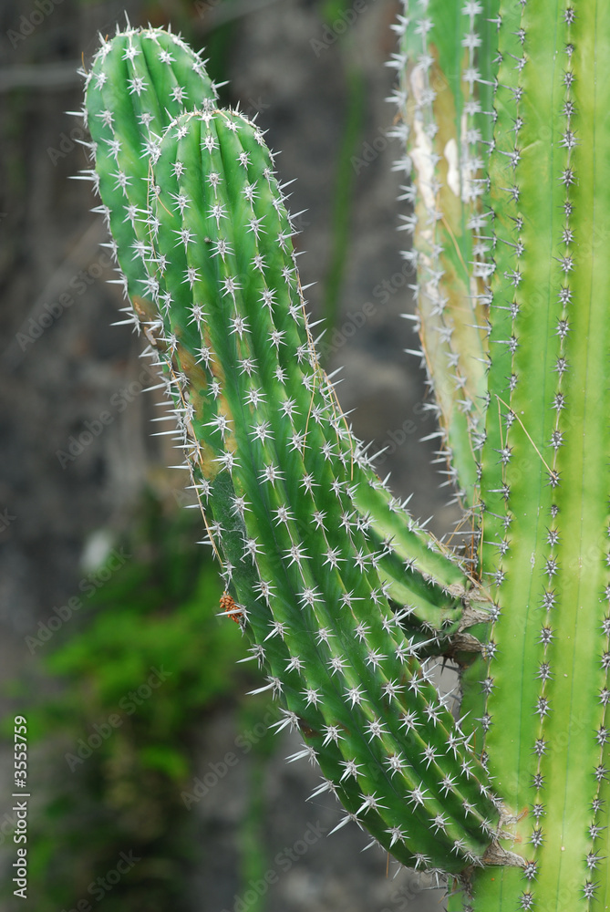 Cactus Cactus