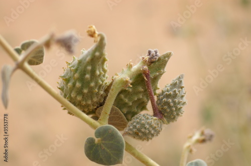 Fruit du pergularia tomentosa photo