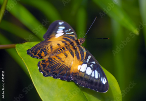 brown tropical butterfly resting on the leaf