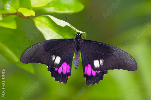 black tropical butterfly sitting on the leaf photo