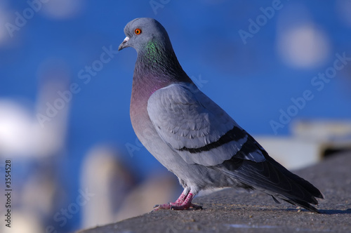 rock pigeon staring at river with white swans in background