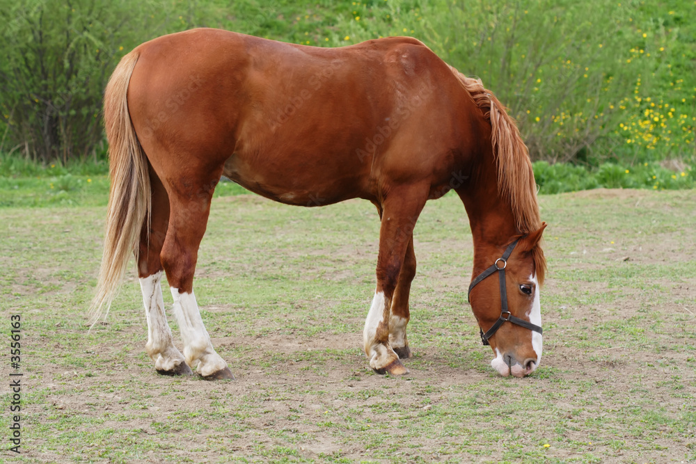 Beautiful horse in country stud farm Beautiful horse in country stud farm