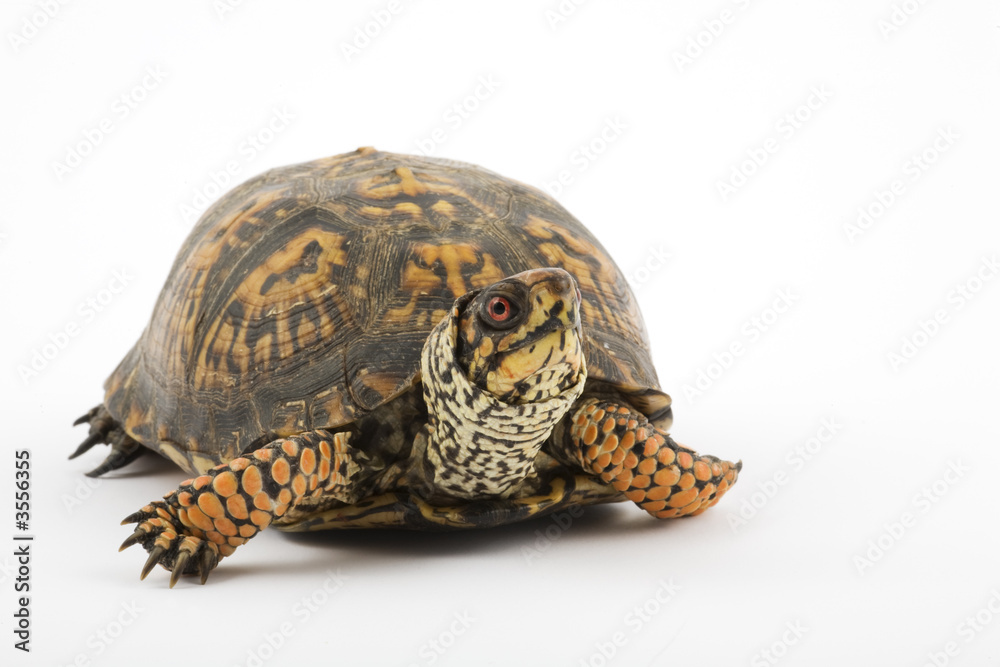 Naklejka premium Adult Eastern Box Turtle (Terrapene carolina carolina) 
