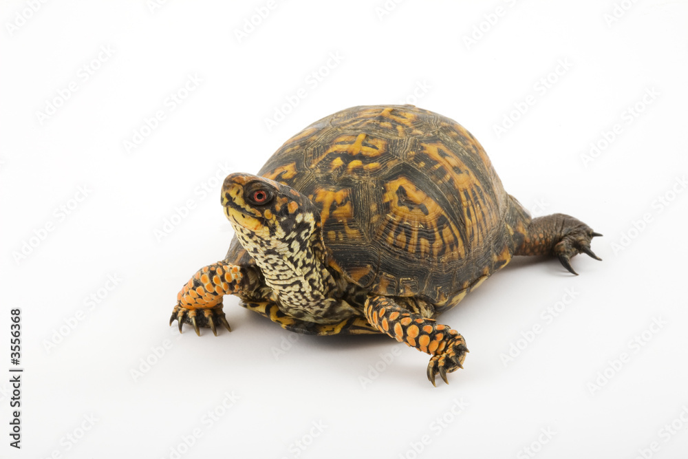 Naklejka premium Adult Eastern Box Turtle (Terrapene carolina carolina)