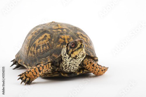 Adult Eastern Box Turtle  (Terrapene carolina carolina)  © David Davis