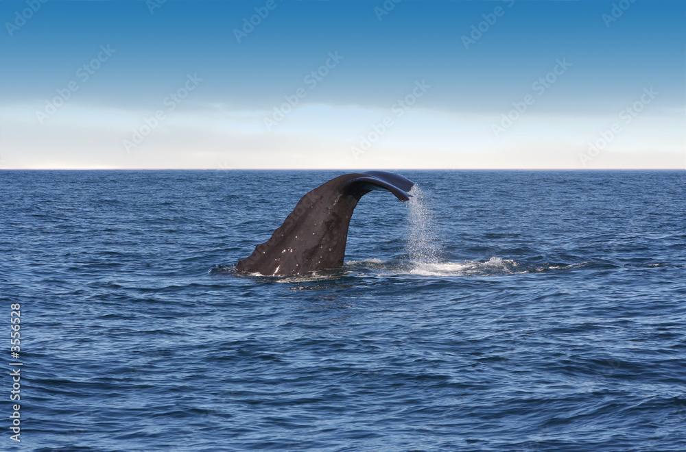 Fototapeta premium Whale diving beatiful