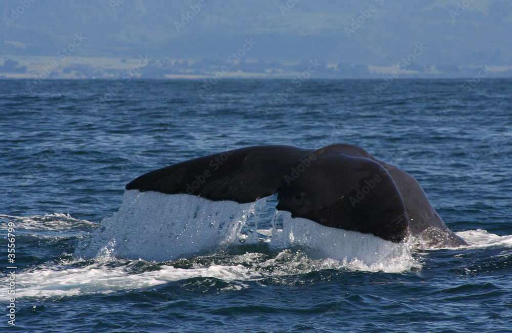 Fototapeta premium Whale diving 2