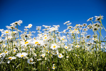 Papier peint photo Marguerites Marguerites sous ciel bleu éclatant  © Kati Finell
