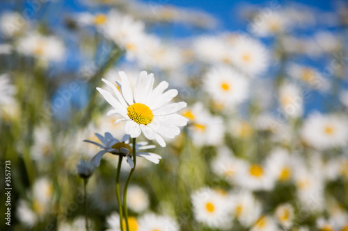 Field of daisies against bright blue sky