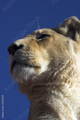 Fotografie Side portrait of a lioness