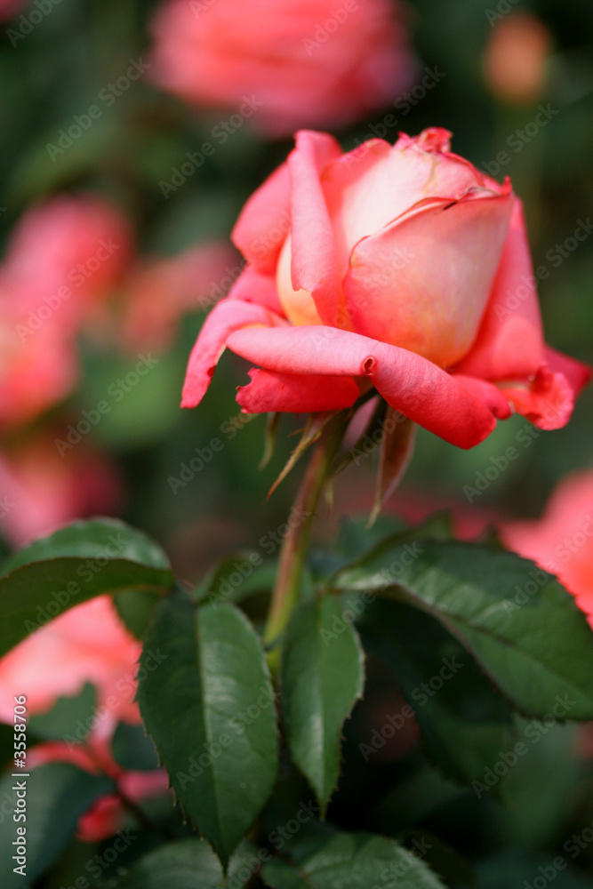 Fototapeta premium rose