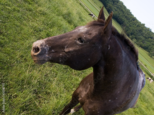 Horse