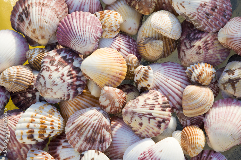 Top view of colorful shells in bright sun