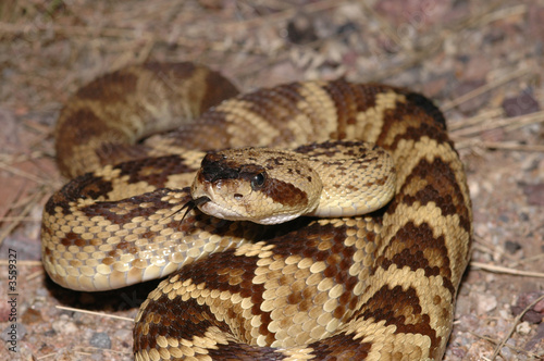 The black-tail rattlesnake.