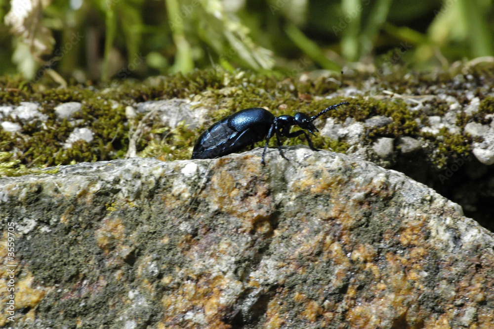 insecte insecte