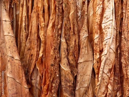 drying tobacco - texture