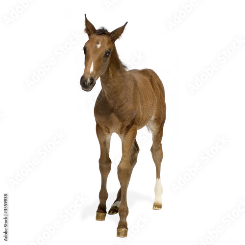 Foal in front of a white background