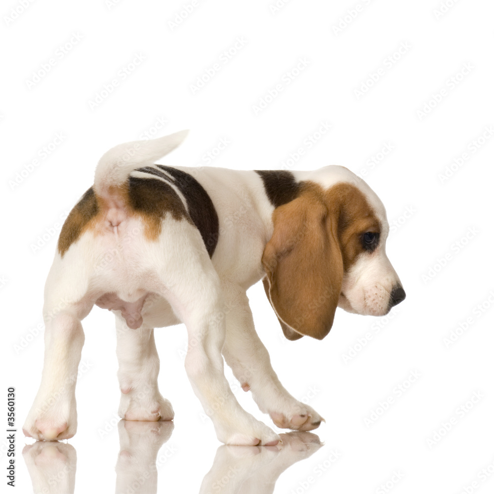 rear view of a Beagle puppy in front of a white background.