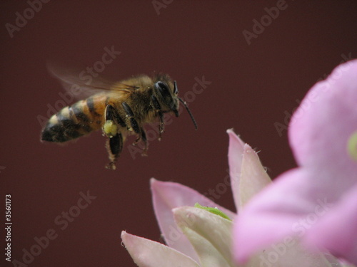 Bee Macro