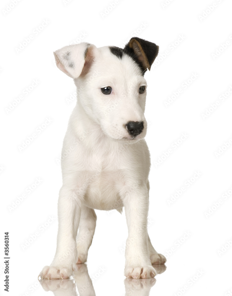 puppy Jack russel in front of a white background