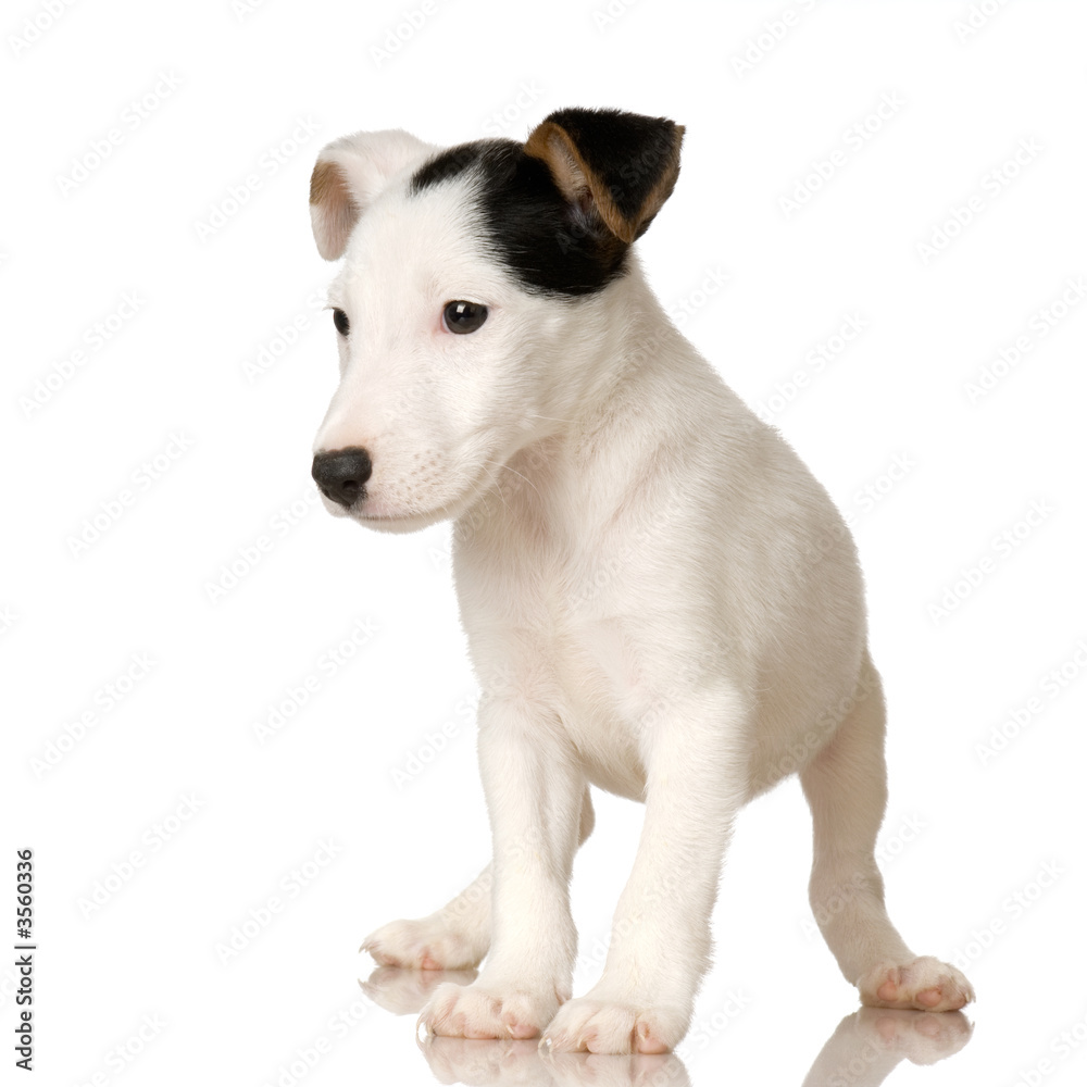 puppy Jack russel in front of a white background