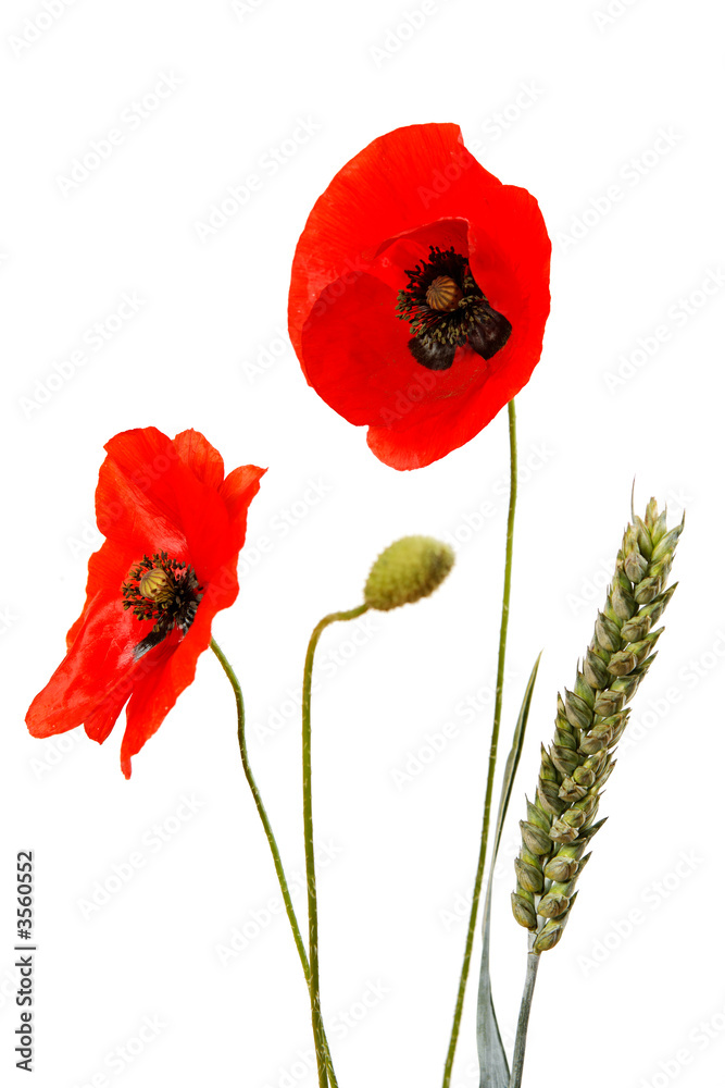 Obraz premium coquelicots détourés