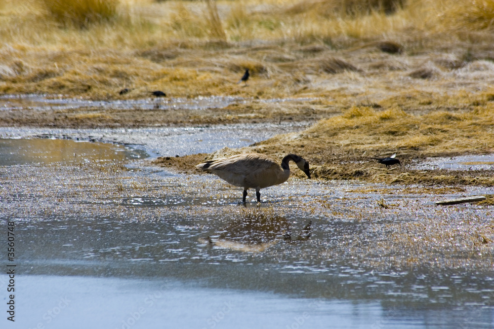 Tufa formations at Mono Lake in USA Tufa formations at Mono Lake in USA