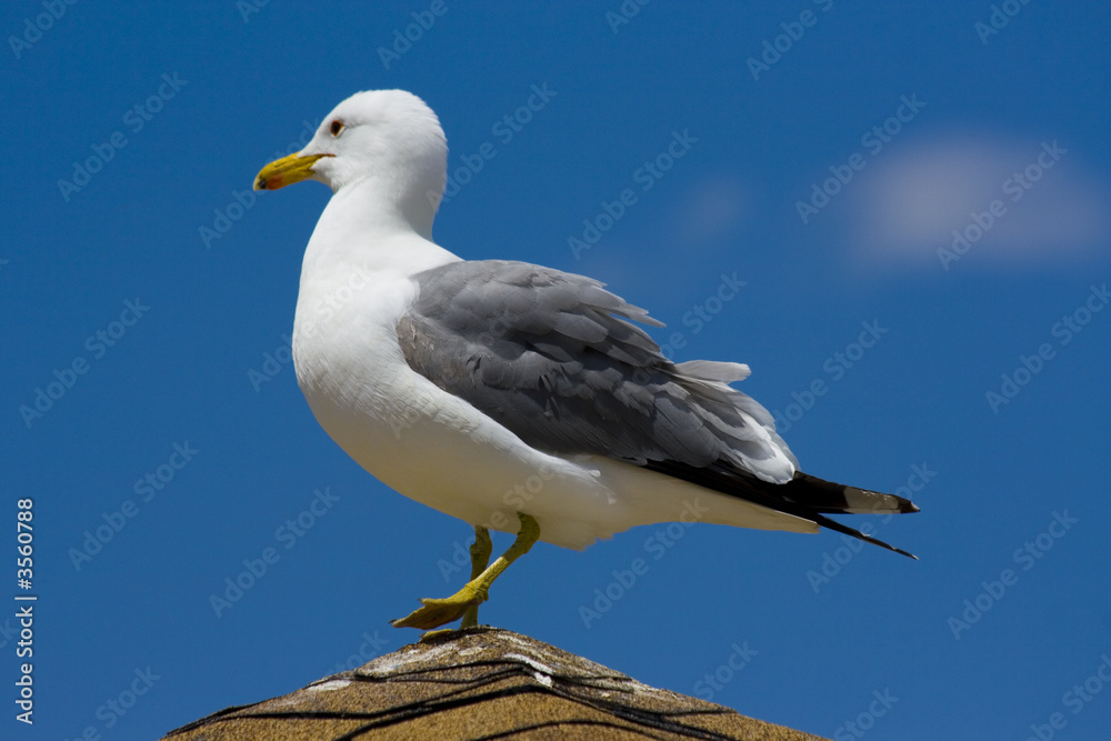 Seagull on the beach in California Seagull on the beach in California