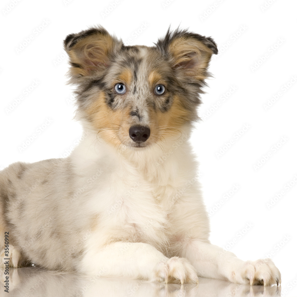 Collie puppy in front of a white background